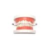 Modelo dental estándar modelo dental modelo dental dentadura de enseñanza jardín de infancia práctica de cepillado modelo oral
