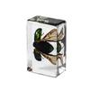Resina de Venta Caliente Transfronteriza Muestras de Insectos Reales Araña Escorpión Saltamontes Regalo de Recompensa para Estudiantes de Primaria Regalo Artesanal