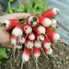 Semillas de Zanahoria Pulgarcito de Belleza Campos de Verduras de Tierras de Cultivo Se Pueden Sembrar en Maceta con Piel Roja, Pulpa Blanca, Delgada, Crujiente y Tierna Semillas de Verduras de Rábano