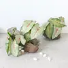 Flor Artificial Calathea Impressa em 3D da Fábrica de Origem, Planta Verde Calathea de 6 Cabeças com Textura Realista, Popular em Plataformas de E-commerce