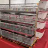 Jaula Especializada para Pollos con Bandeja Recolectora de Excrementos, Ligera y Fácil de Limpiar, Juego Completo de Accesorios, Piezas Completas, Resistente y Duradera
