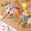 Bolsa de material en relieve con flores secas transfronterizas, hecha a mano, con pegamento para joyería, marco de fotos de flores, especímenes de plantas, venta al por mayor de Amazon
