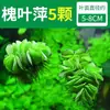 Paisajismo para Tanque de Tortugas, Plantas Verdes para Tanque de Tortugas, Plantas Acuáticas, Lechuga de Agua en Cultivo de Agua, Especial para Eliminar el Amarilleamiento, Desodorizar y Purificar el Agua para el Cuidado de Tortugas