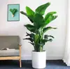 Ave del Paraíso Planta Verde Planta en Maceta Sala de Estar Oficina Interior Fácil de Cuidar Flor Grande Planta Verde Casa Nueva Planta de Hoja Grande Strelitzia
