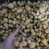 Juguete Natural con Forma de Calabaza Pequeña Retorcida de Estados Unidos, Adecuado para Exhibición, Juguete de Trigo de Hierro Salvaje