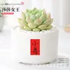 Plantas Suculentas de Interior, Cactos Pequenos em Vasos, Flores, Plantas Verdes, Escritório, Jardim de Infância, Mesa, Suculentas Tipo Cacto