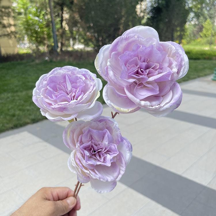 3头澜庭烤边牡丹-exltx-浅紫.JPG