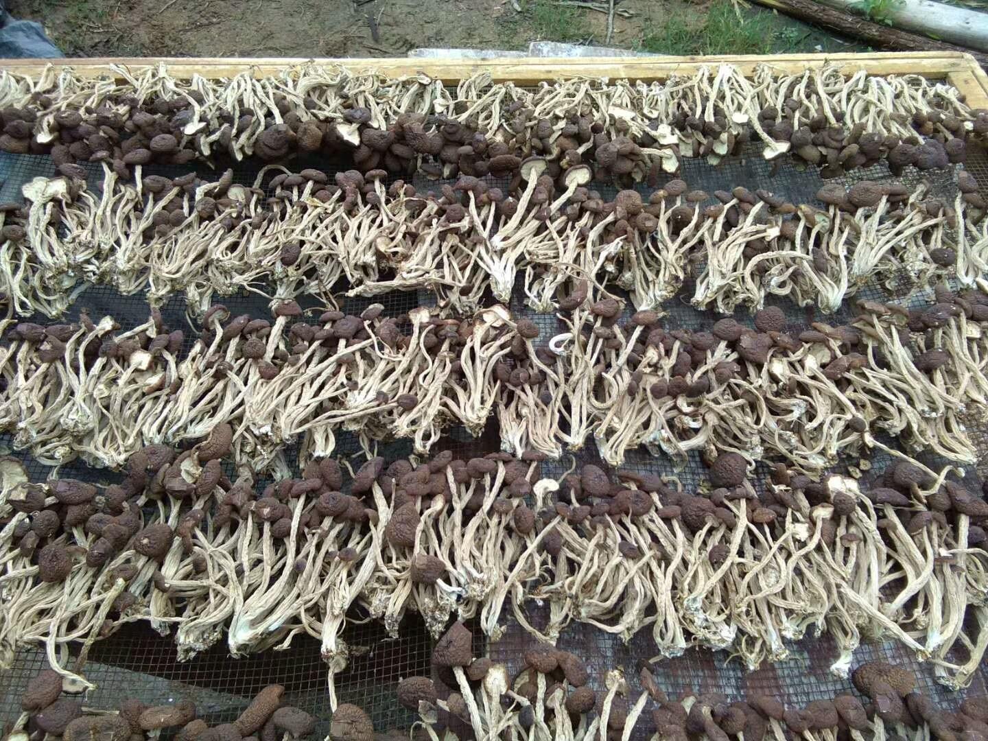 mmexport1529747072231