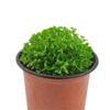 Escritorio Tierra Verde Plantas Verdes Espacio Verde Coral Helechos Perennes Hierba Nube Verde Plantas Hidropónicas en Maceta Tierra Verde