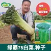 Semilla de Repollo Greenba 75 Híbrido de Primera Generación Hoja de Cáñamo Verde Semilla de Col China Semilla de Verdura Siembra de Otoño y Almacenamiento Invernal Col China