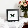Mariposa Real, Especie Preciosa de Verano, Mariposa Rara, Mariposa Pequeña de Cinta Verde, Adorno de Escritorio, Espécimen de Regalo, Pintura Decorativa, Espécimen de Mariposa