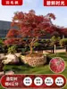Venta al por mayor Plántulas de Arce Rojo Japonés Cuatro Estaciones Wumei Rojo Plantación en Suelo de Patio Árboles Grandes Resistentes al Frío Plantas de Forestación para Exteriores Viento