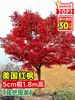 Venda direta de mudas de bordo vermelho japonês, árvore de bordo vermelho para todas as estações para pátio externo de vilas, mudas de árvores de bordo vermelho em vasos