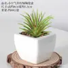 Simulação carnudo bonsai de cerâmica home office enfeites de mesa plantas verdes em vasos adereços de tiro bacia de combinação artificial