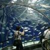 [Ingeniería de acuarios acrílicos] Acuario grande de acrílico para peces.