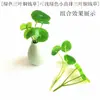 3 Piezas de Hierba del Dinero con Hojas de Moneda de Cobre, Plantas Verdes Pequeñas en Maceta para Decoración de Escritorio