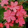 Las Plantas Copo de Nieve Rojas Son Plantas Perennes Resistentes al Calor, de Crecimiento Rápido y Fáciles de Cuidar, Copos de Nieve Azules, Copos de Nieve Blancos, Plantas para Balcón Exterior y Jardín