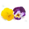Amor-perfeito Fresco Pode Ser Usado como Flores Comestíveis para Cozinha Ocidental de Hotel, Produtos de Panificação, Bebidas, Pratos Japoneses, Saladas e Sashimi para Montagem e Decoração