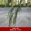 Pico de bambu de galho alto céu estrelado dente-de-leão verde escuro verde claro estilo floresta celebração de casamento decoração marcador de corredor arranjo de flores teto alto material de folha