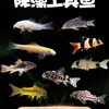 Peixe Ornamental Limpador Musgo Dourado Vivo Tanque de Peixes Ferramenta de Limpeza Peixe Rato de Água Doce Pequeno Tropical Animal de Estimação