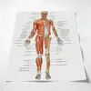 Pintura Sem Moldura de Órgãos Corporais da Amazon para Sala de Estar, Estudo, Academia, Impressão em Tela, Pintura Decorativa, Arte de Parede Pintada com Spray