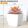 Simulación de plástico carnoso en maceta decoración de plantas verdes para el hogar adornos pequeños de escritorio maceta combinación de flores artificiales maceta accesorios para fotografía