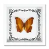 Especimen de Mariposa Real Decoración del Hogar Marco de Fotos de Madera DIY Suministros de Pintura Decorativa Avanzada Regalo Moderno Regalo Creativo