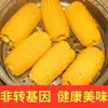 Milho Glutinoso Amarelo do Nordeste Pedaços de Milho Glutinoso [8-10 Pedaços] 1kg Embalado a Vácuo Produto Agrícola Comestível Milho Não-OGM