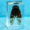 Especímenes Reales de Insectos en Resina Transparente, Pequeños Adornos Creativos para Enseñanza y Observación en Jardín de Infancia, Escorpiones, Arañas, Escarabajos