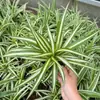 Planta en maceta Chlorophytum de hoja rizada corazón dorado, planta pequeña de escritorio para oficina de chica francesa, planta verde colgante de interior, Chlorophytum de borde dorado