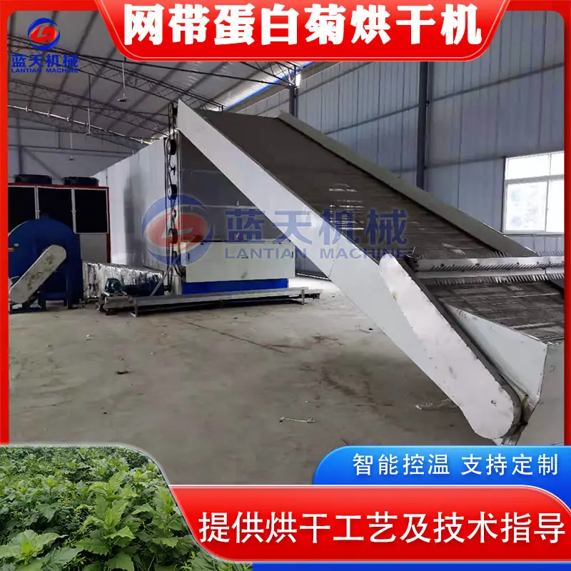 蛋白菊lan-.jpg