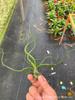 Piña de Aire Planta sin Tierra para Personas Mayores, Hierba de Aire Piña Planta Verde Creativa de Cuatro Estaciones Perenne Colgante de Interior