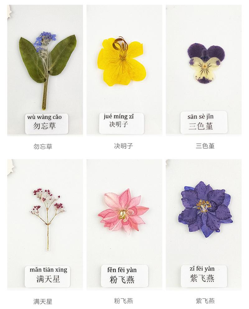 详情干花_08_副本.jpg