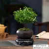 Planta bonsái de secuoya de hoja pequeña, micro paisajismo, hidropónica, fácil de cuidar en la oficina, planta de maceta de hoja perenne para todas las estaciones