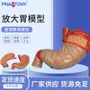 Pnt-0460 Modelo de Estómago Ampliado Sistema Digestivo Modelo Educativo de Estómago Modelo de Explicación de Anatomía de Estómago Desmontable