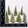 Hojas de Helecho Hojas Reales DIY Planta Espécimen en Relieve Marco de Fotos Pegamento Funda de Teléfono Vela de Aromaterapia Material Venta al por Mayor