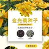 180 Variedades de Sementes de Flores Não Repetitivas, Fáceis de Cultivar em Todas as Estações, Podem Afastar Mosquitos, Adequadas para Varandas Internas e Externas, Distribuição Transfronteiriça