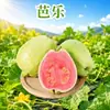 Guayaba de Fujian, disponible para entrega en cantidades de 1/3/5/ 4.5 kg por pieza, variedades blanca y roja disponibles en cantidades de 1/3/5/ 4.5 kg por pieza, viene con polvo de ciruela gratis y fruta fresca