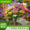 Plántulas de Buganvilla en Maceta Buganvilla Multicolor Plántulas de Flores Coloridas Plántulas Grandes de Doble Pétalo Buganvilla Bonsái Plantas Verdes