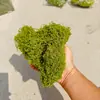 Musgo Artificial de Seda, Musgo Falso para Decoración de Micro-Paisajes, Césped, Terrario de Selva para Reptiles, Caja para Reptiles, Mascota Reptil