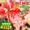 Plantas de amarílis importadas em vaso, bulbos de amarílis de flor dupla, disponíveis em várias cores, fáceis de cuidar, adequadas para cultivo interno e florescerão no mesmo ano.