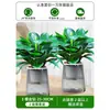 Plantas en Maceta Diamante Dorado, Plantas Hidropónicas en la Oficina, Flores de Escritorio Fáciles de Cultivar, Plantas Suculentas, Sala de Estar, Casa Nueva, Plantas Verdes que Absorben Formaldehído