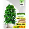 Planta en Maceta de Rábano Verde de Hoja Grande Columna Absorbe Formaldehído, Planta Verde Grande en Interiores para Atraer Riqueza y Prosperidad, Rábano Verde de Oficina, Sala de Estar Es Fácil de Mantener
