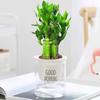 Rabanete Verde Árvore da Fortuna Aspargo Suculenta Flor Planta em Vaso Interior Hortelã Bambu Rico Planta Verde Pequena Hidropônica Fácil de Cuidar