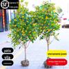 Um Pé de Mudas de Osmanthus Agosto Osmanthus Dourado Osmanthus Pátio Casa Grande Plantas em Vasos no Chão Resistente ao Frio Quatro