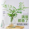 Planta Hidropónica Flor de Murraya Planta Verde en Maceta Interior Jazmín de Murraya Fácil de Cuidar Todas las Estaciones Escritorio Planta Verde de Bajo Mantenimiento