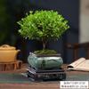 [Mesa de Chá] Planta Verde Nan Vermelha de Folha Pequena Vaso de Porcelana Formato Interno Flor em Vaso Bonsai Chinoiserie Florais Fáceis de Cultivar