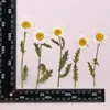 Coleção de Galhos de Flor de Crisântemo, Pacote de Material para Embossing de Flores Secas, Material para DIY Feito à Mão, Espécime de Planta, Marcador de Página Embossado com Cola
