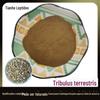 Em Estoque Extrato de Tribulus Terrestris 90/98% Saponinas, Matéria-Prima de Suplemento de Saúde Extraída Naturalmente Saponinas de Tribulus Terrestris