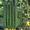 Plántulas de berenjena para cuatro estaciones, plantas en maceta con tierra, variedades viejas injertadas de berenjena morada y semillas de berenjena de Hangzhou, plántulas de hortalizas de primavera